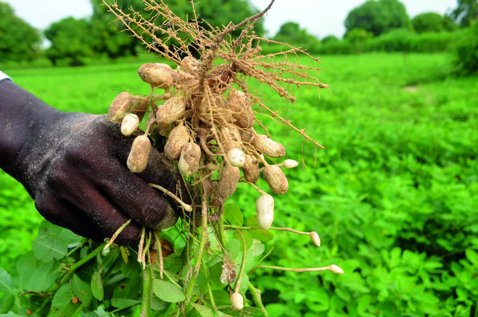 agriculture arachide tivaouane©ps 12